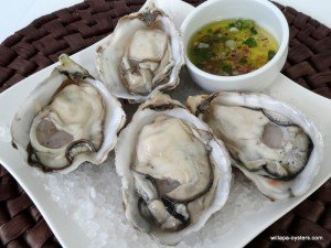 willapa-pacific-oysters-large-10